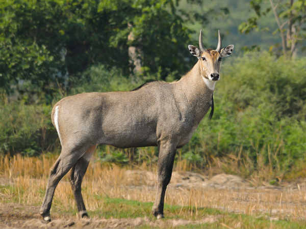 देशभर में पहला मामला...वन विहार में नीलगाय की नसबंदी, ताकि इनकी आबादी पर काबू पाया जा सके 