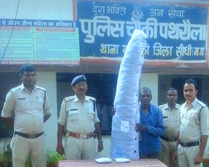 भारी मात्रा में गॉजा के  पेड  साथ अधेड को पुलिस ने दबोचा