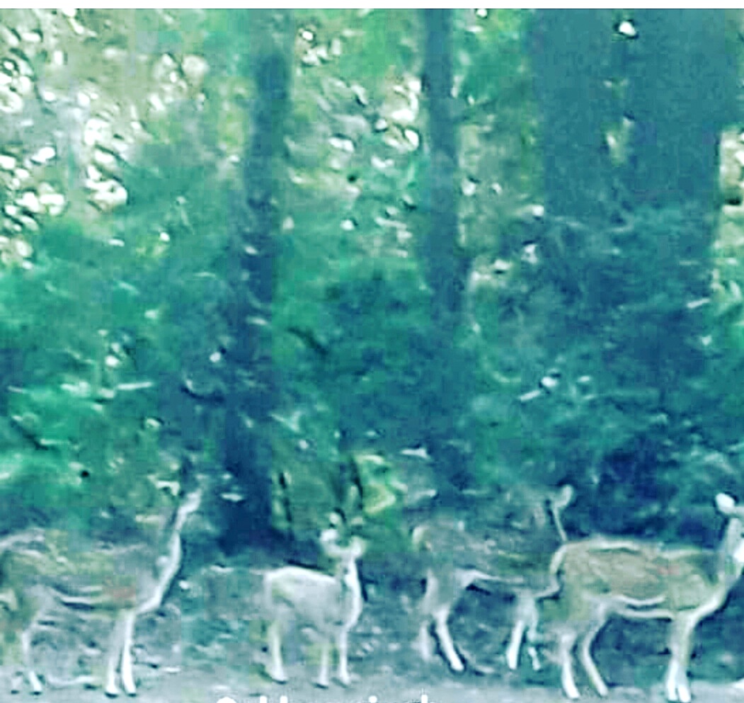  विश्व स्तर पर एक बार फिर सीधी का नाम होगा रोषन